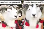 VIRAL-Domba-Sultan-Seharga-Rp400-Juta-Penampilan-Gagah-Bulu-Putih-Bersih-dan-Tanduk-Melengkung.jpg