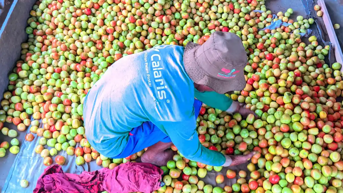 Baru 6 Kali Panen, Petani Tomat di Gorontalo Raup Puluhan Juta
