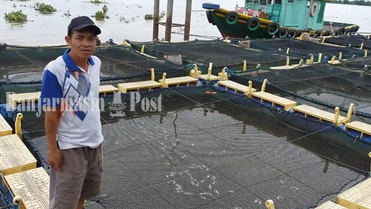 2 Juta Ekor Ikan Nila yang Mati di Jala Apung Barito Kuala
