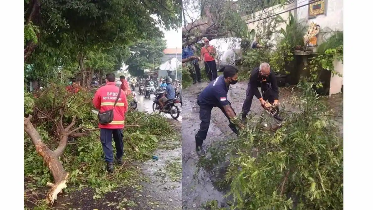 Hujan Disertai Angin Kencang, 2 Pohon Tumbang Sempat Ganggu Pergerakan Arus Lalin di Denpasar Bali