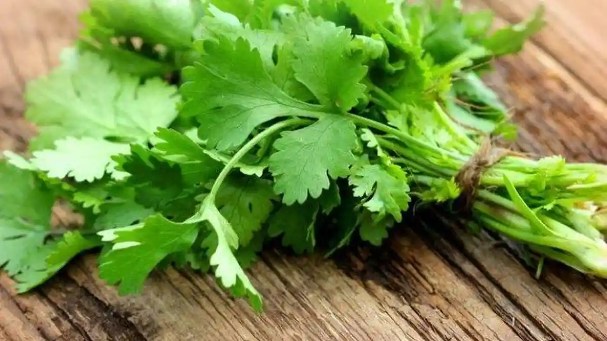Selain Sebagai Bumbu Masak, Ternyata ini Manfaat Konsumsi Seledri untuk Kesehatan Tubuh
