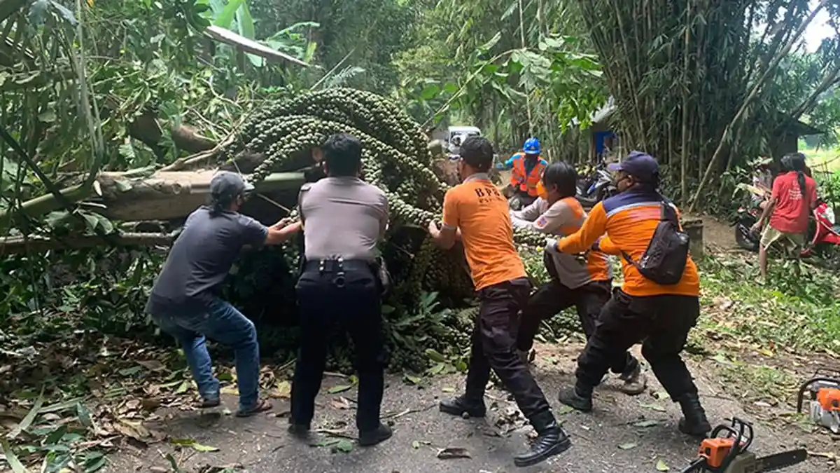 Pohon Tumbang Timpa Kabel Listrik dan Tutup Badan Jalan di Abang Karangasem