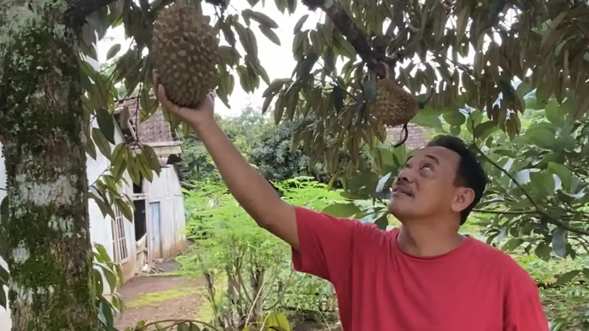 Mau Cicipi Durian Enak di Tuntang Semarang, Bisa Langsung ke Kebun dan Warung Ini