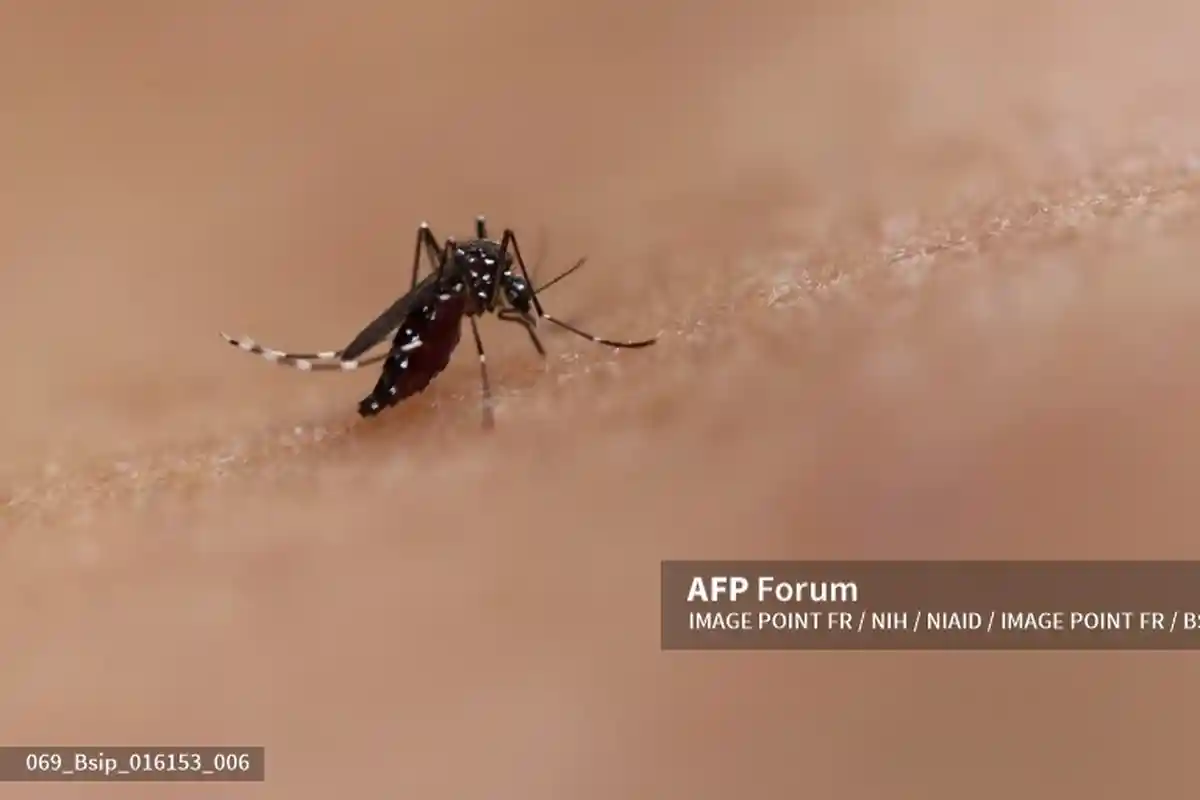 Ternyata Inilah Perbedaan Nyamuk Aedes dan Anopheles, Penyebab Utama DBD Pada Manusia