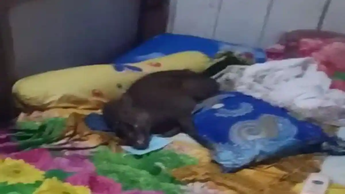 Fakta Viral Video Babi Pakai Masker Terbaring di Atas Ranjang, Warga Sempat Dengar Suara Dengkuran