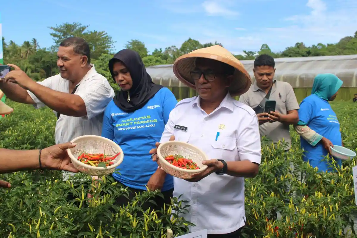Cabai Digital Farming di Maluku Melejit, Produksi Naik 34 Persen Berkat Gerakan Gubernur Lewerissa