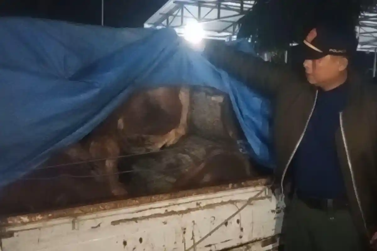 Kepala Desa Jadi Aktor Illegal Logging di Hutan Madiun