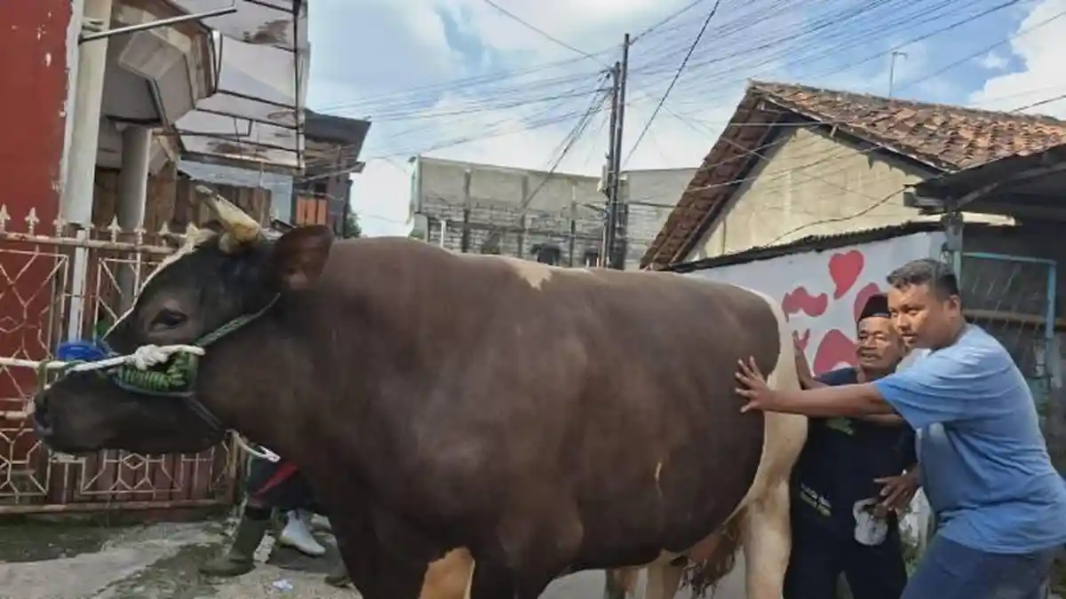 Dedi Rachim Usulkan Sapi Kurban Prabowo Disalurkan di Kayumanis Kota Bogor, Ini Alasannya