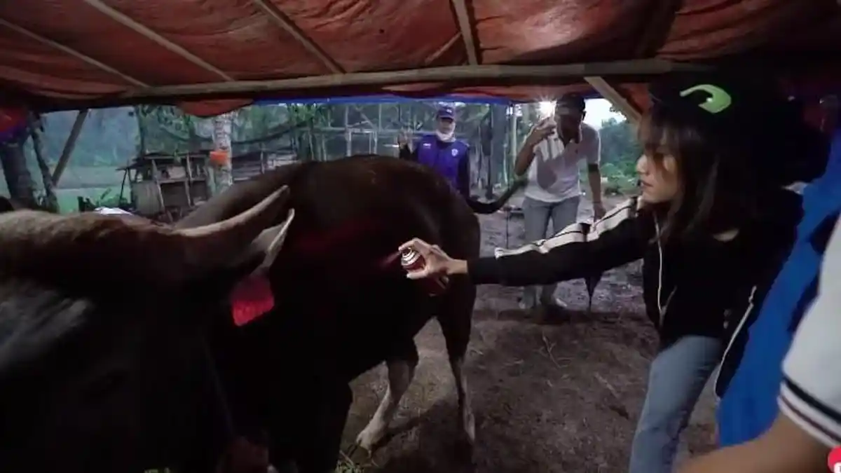 FUJI Kurban Seekor Sapi atas Nama Vanessa Angel dan Bibi Ardiansyah, Ini Alasannya