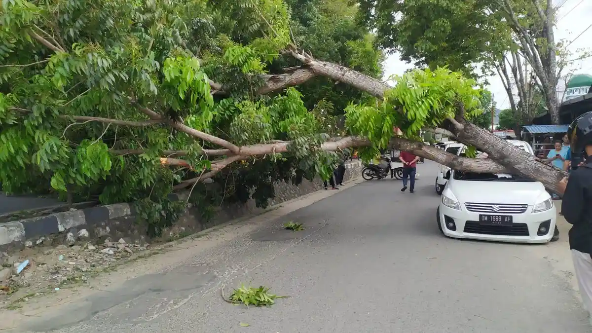 Breaking News: Pohon Tumbang Timpa Mobil Warga di Jalan Pangeran Hidayat Kota Gorontalo
