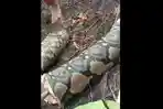 ular-piton-raksasa-dipotong-warga-kalbar.jpg