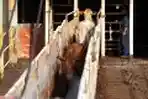 Sapi dari Australia Tiba di Tanjung Priok