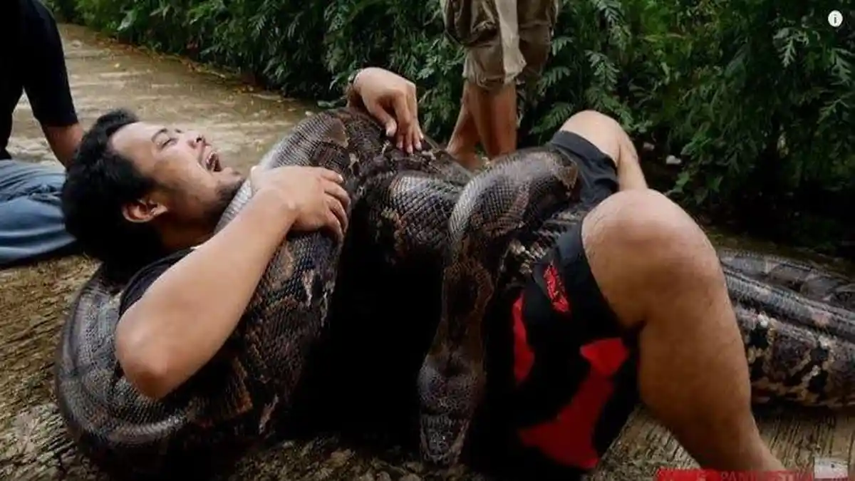 Heboh Ular Piton Tewaskan Siswa SMP, Ini Cara Melepas Lilitan Ular Piton Menurut Panji Petualang