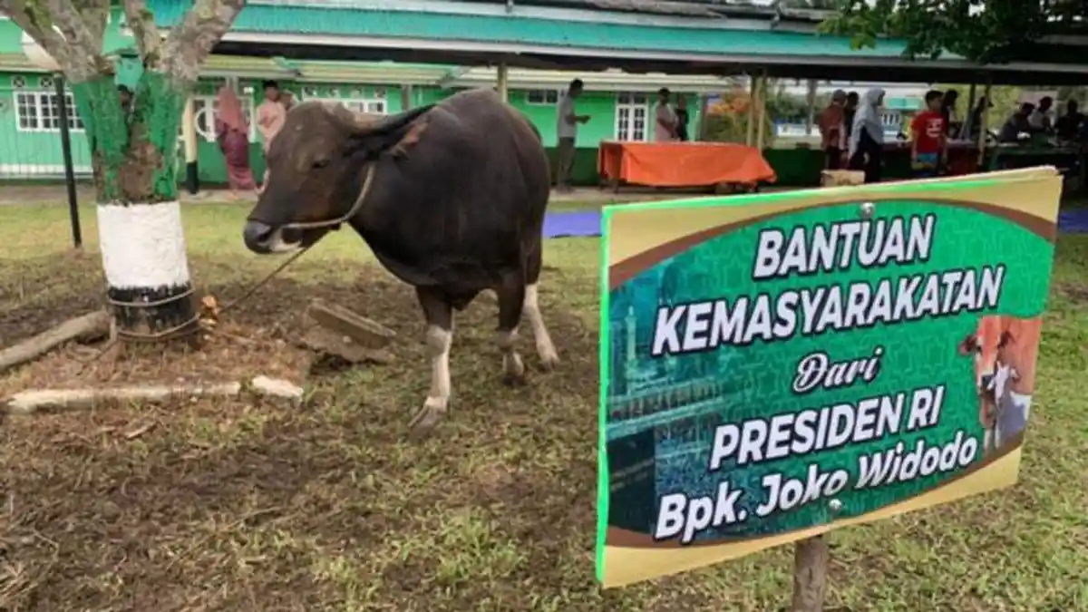 Antusiasnya Warga Dabo di Lingga saat Lihat Sapi dari Presiden Jokowi Disembelih