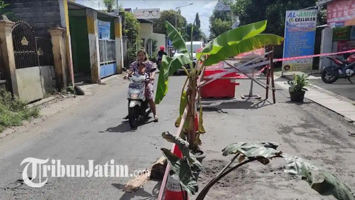 Jalan Widuri Blitar Berlubang Ditanami Pohon Pisang, Warga Kesal Sering Bikin Pengendara Jatuh