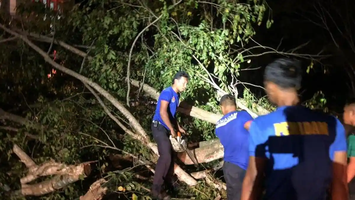 Angin Kencang Tumbangkan Pohon Angsana di Jalan Blangbintang Aceh Besar, Sempat Macet & Lancar Lagi