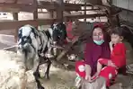 wulan-menunjukan-hewan-ternaknya-yang-tersisa-di-kandang.jpg