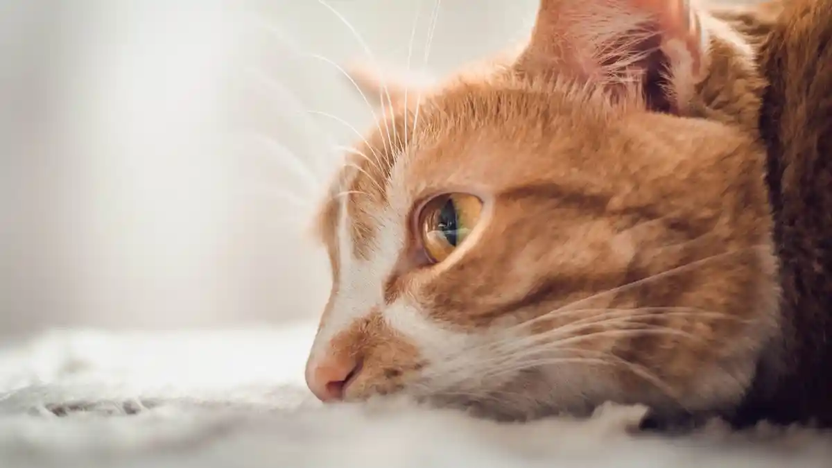 Alasan Kucing Selalu Bersembunyi dan Menjauh dari Keramaian Jelang Kematiannya
