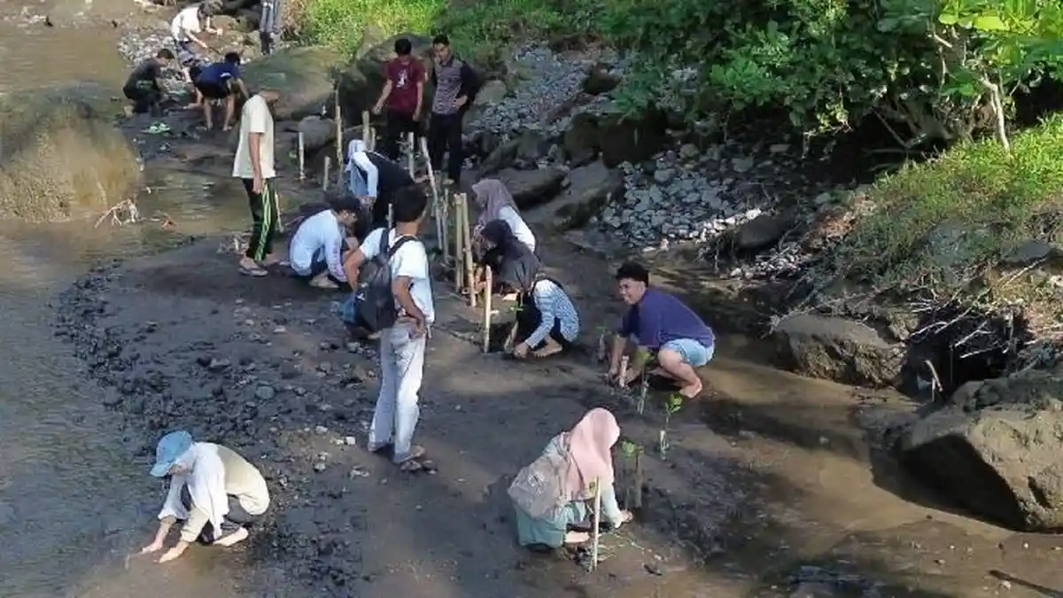Puluhan Pemuda Korleko Menanam Mangrove untuk Melawan Abrasi dan Tambang