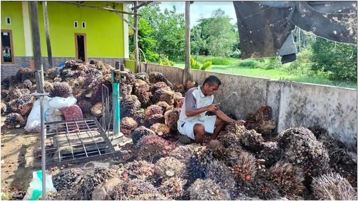 Harga Sawit Palembang: Harga Sawit di Musi Rawas Hari Ini Rp 1.000-an per Kg Tingkat Petani
