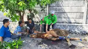 DPC-PKB-Kabupaten-Pasuruan-saat-mendistribusikan-bantuan-sapi-Minggu-3152026.jpg