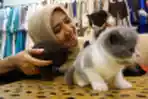 Koleksi Kucing Desainer Busana Lia Afif