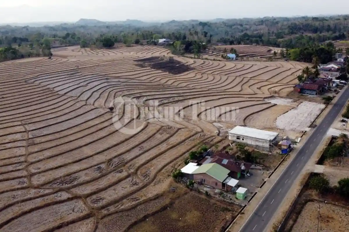 Kekeringan Ekstrem Menghantui Sawah di Desa Mappesangka, Kabupaten Bone - sawah-kekeringan-bone1.jpg