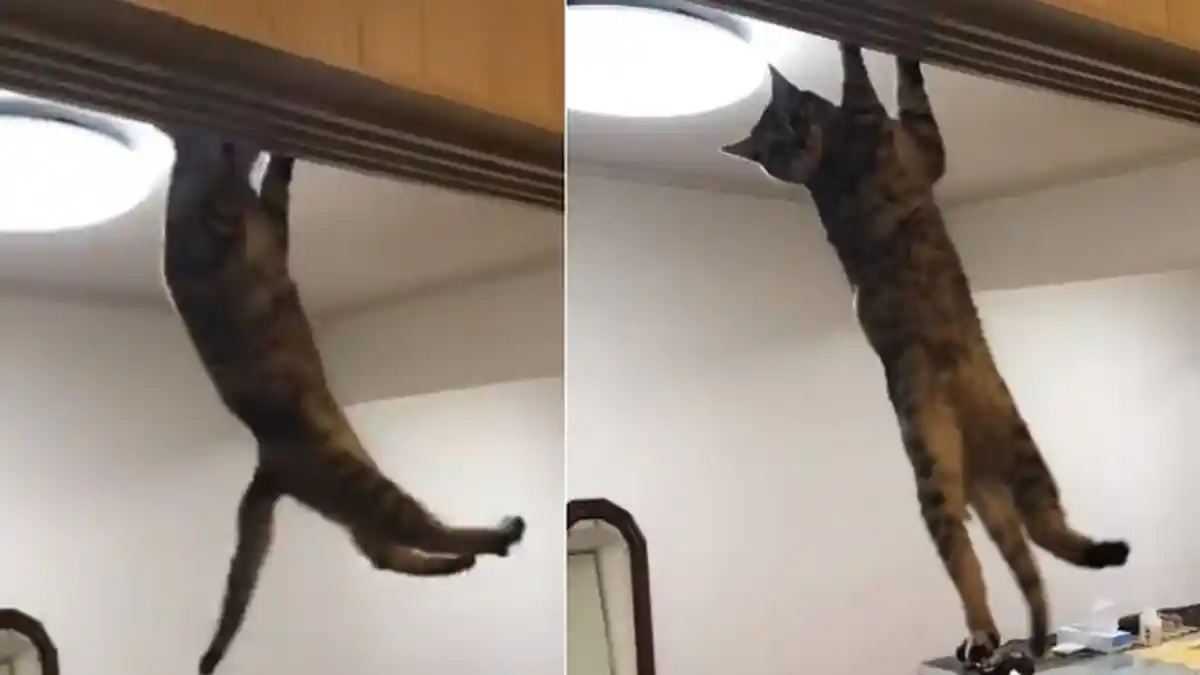 Video Kucing Jepang Lakukan Pull-Up Layaknya Ninja Ini Viral, Tapi Warganet Sesalkan Aksi Pemilik