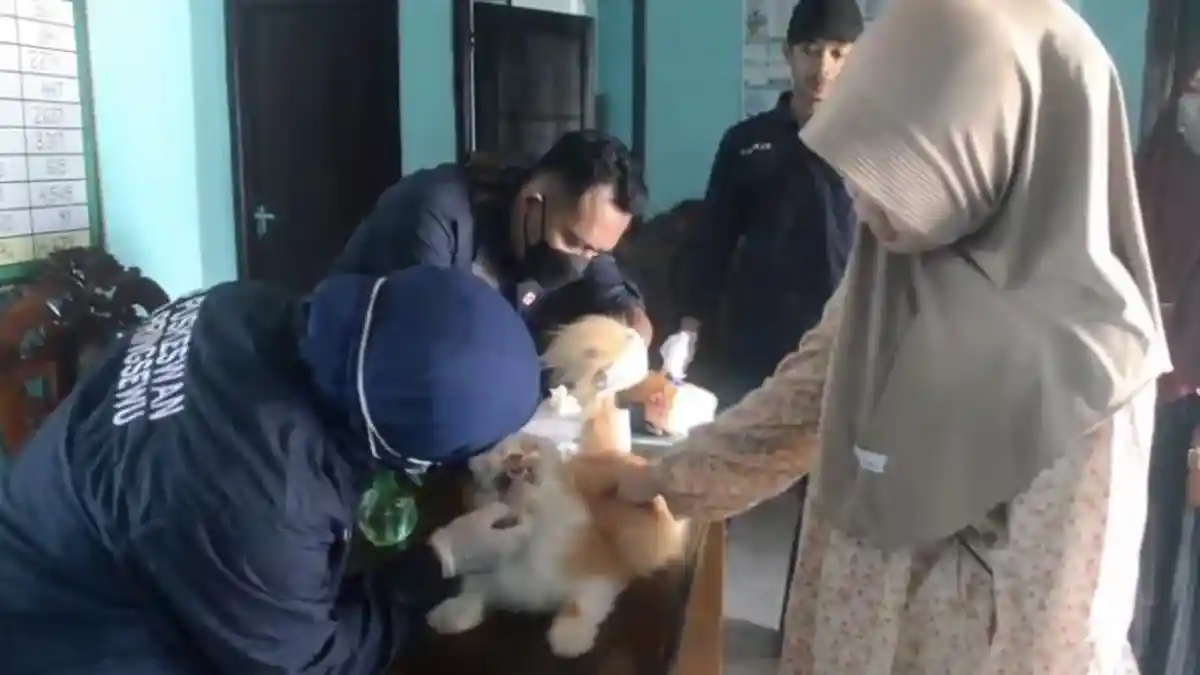 Penjelasan Mengapa Hewan Dilarang Dimandikan Seminggu Usai Divaksin Rabies