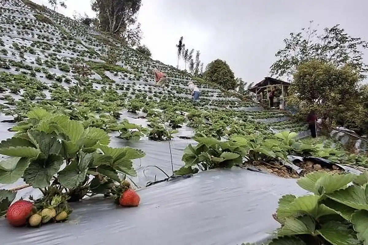 Agrowisata di Desa Salubay Donggala, Ajak Pengunjung Cicip Stoberi Langsung dari Pohon - Kebun-Stoberi-Salubay-Donggala-1.jpg