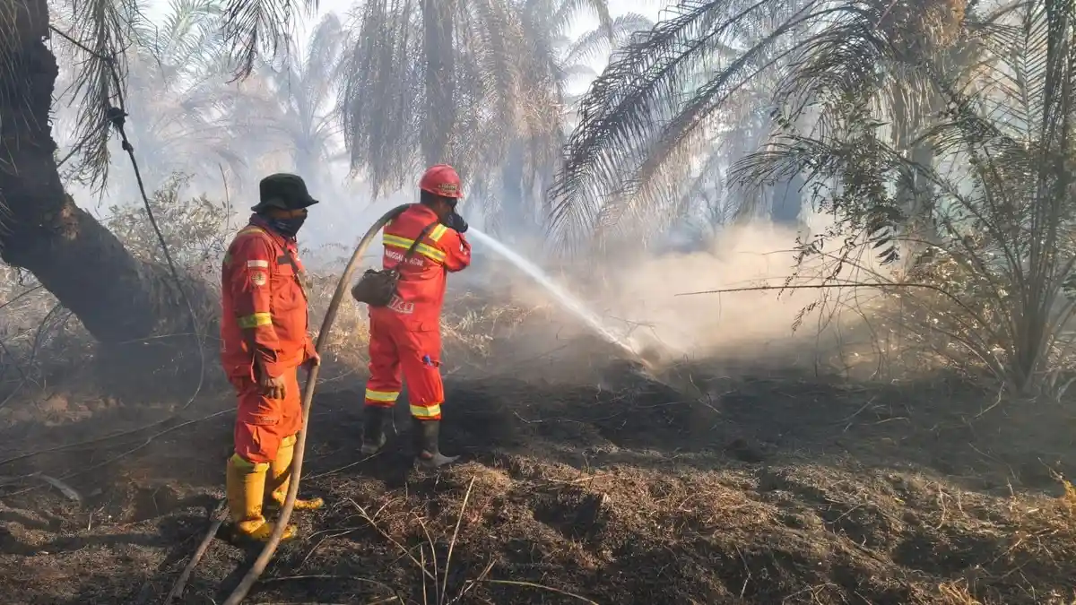 Karhutla 20 Hektare di Kandis Siak Belum Padam, Tim Gabungan Masih Berjibaku Padamkan Api