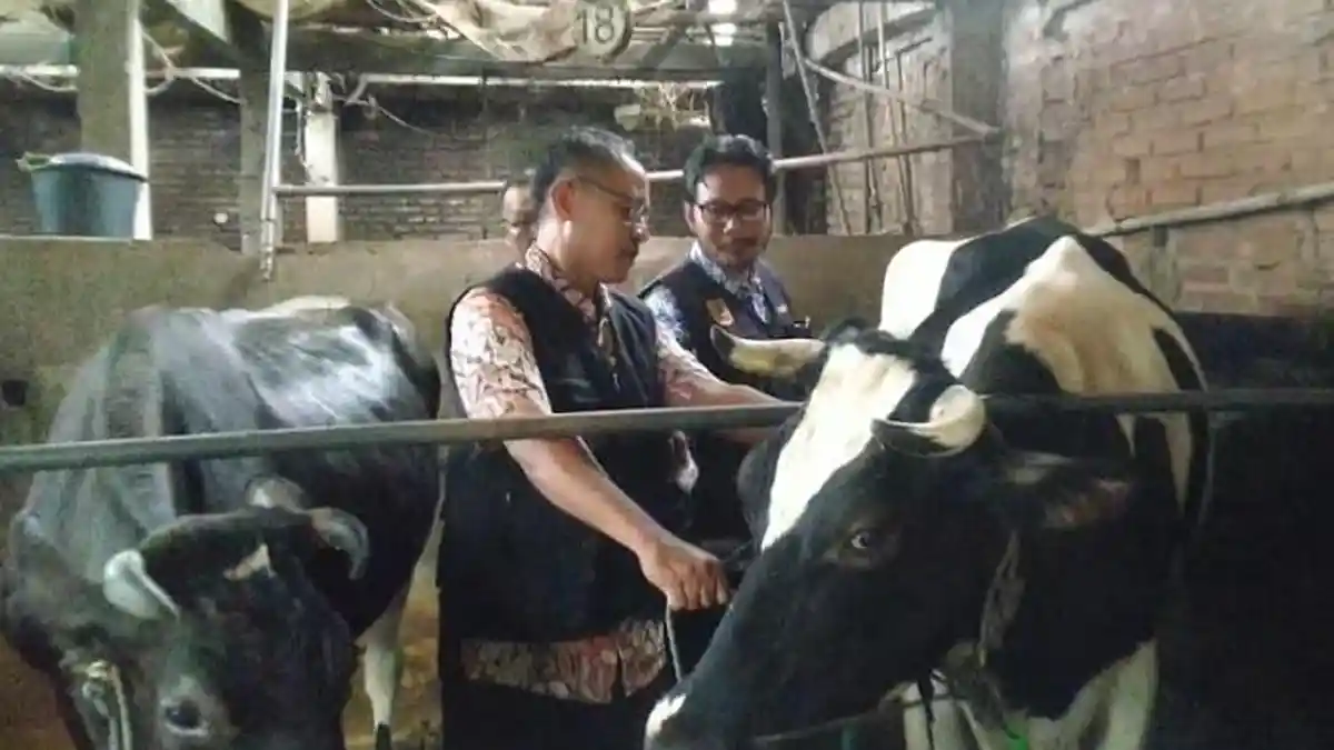 Bisnis Susu Sapi Perah di  Kudus Kian Menjanjikan, Zaenal Kembangkan Sapi Perah hingga 29 Ekor