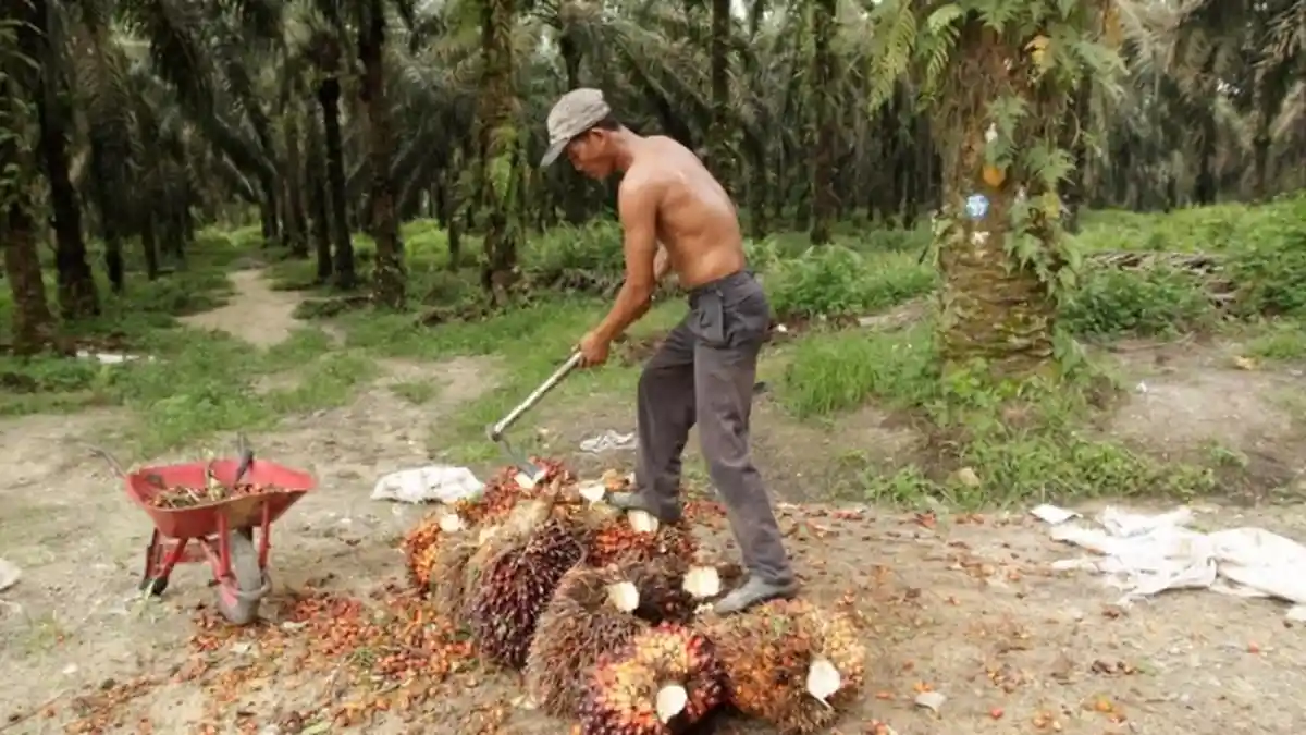 Perusahaan Besar yang Punya Kebun Kelapa Sawit Luas Ternyata Tak Berkantor di Indonesia