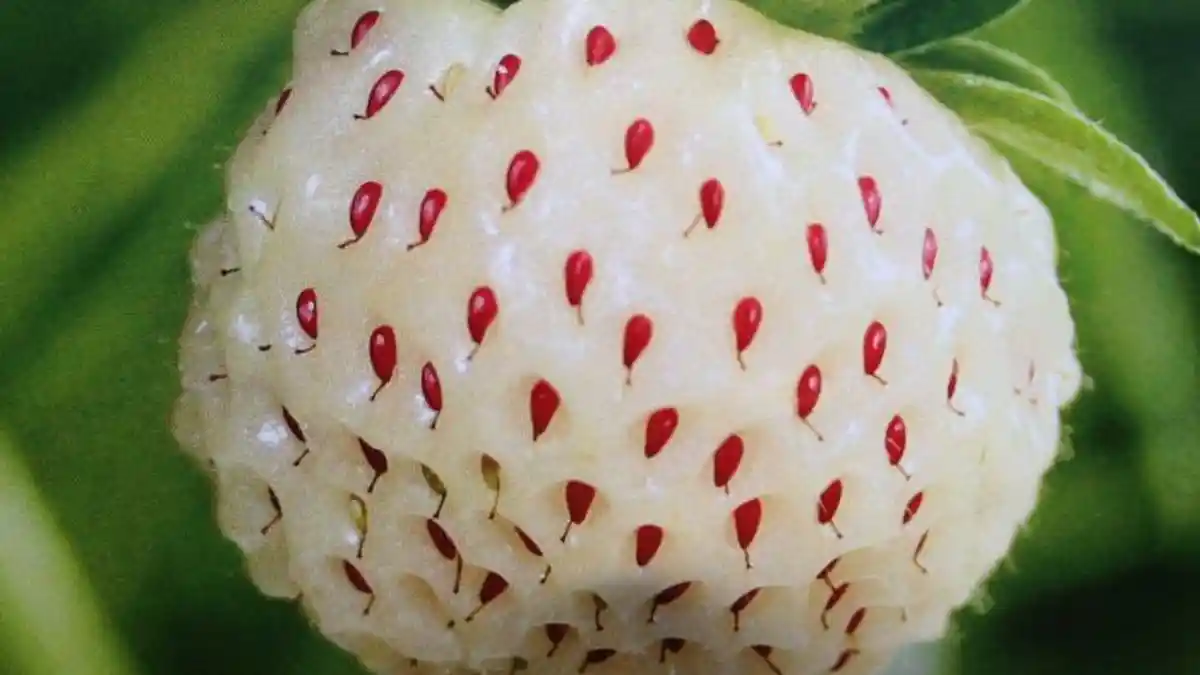 Buah Ini Punya Bentuk Mirip Stroberi, Penasaran Rasanya? Seperti Nanas!