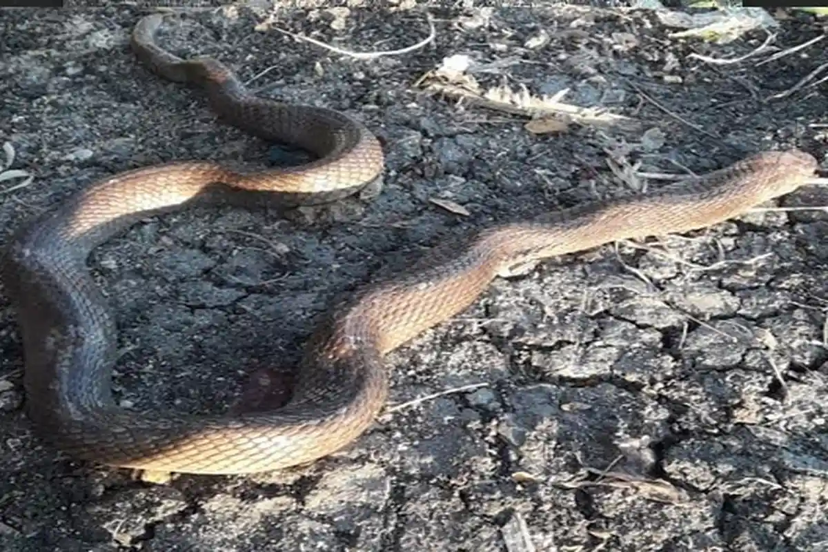 Memangsa Ayam,  Petani di Lamongan ini Nekat Bunuh Ular Cobra di Kandang Ayam Miliknya