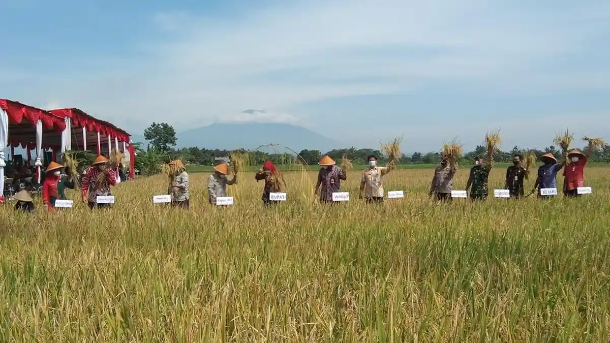 DKPP Prediksi Ketersediaan Beras di Klaten Aman Sampai 7 Bulan ke Depan