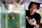 Melihat Bisnis Cupang Saat Pandemi 