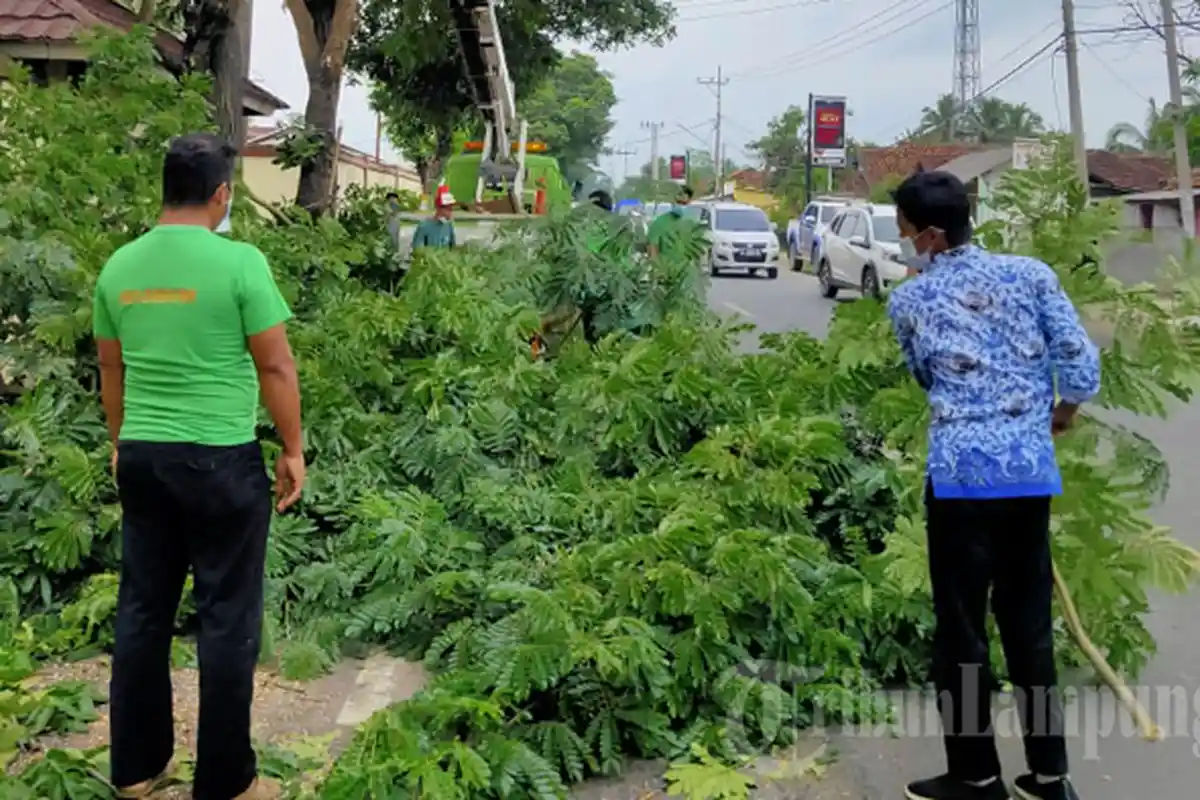 Langkah DLH Pringsewu Antisipasi Pohon Tumbang di Jalinbar saat Hujan Deras