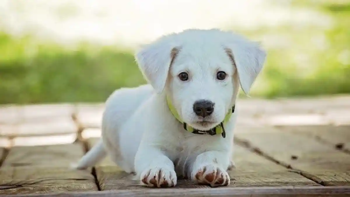 7 Arti Mimpi Versi Primbon Jawa Berkaitan dengan Seekor Anjing