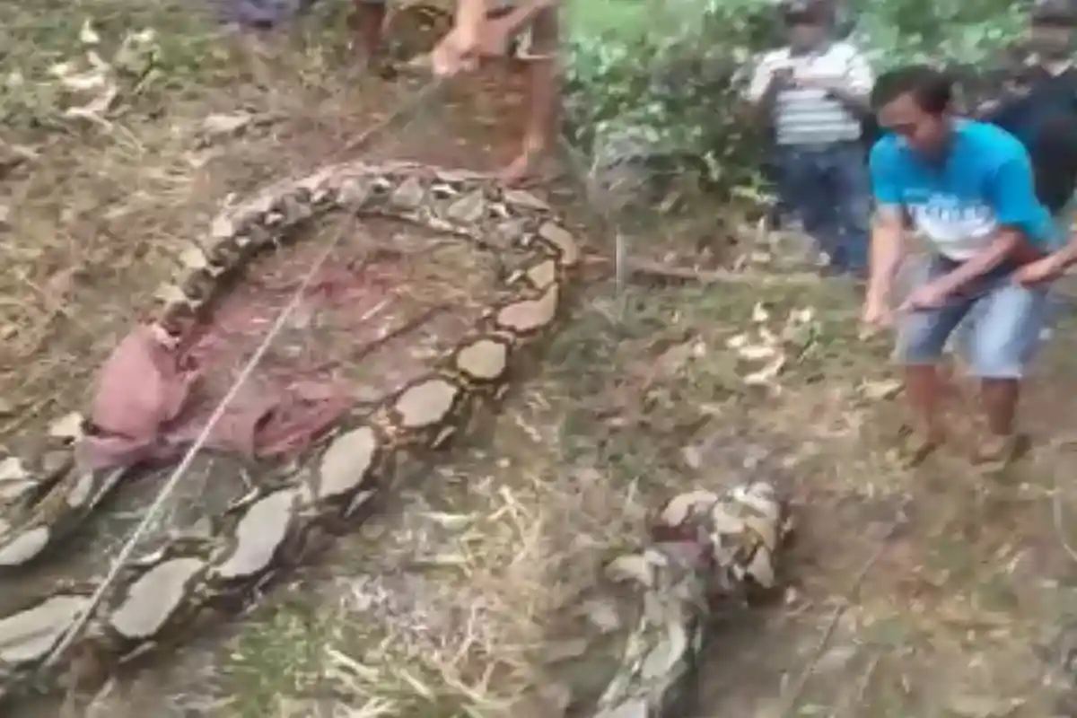 Wanita Berusia 55 Tahun Tewas Dililit Ular Piton, Saksi Mata Sebut Ular Sudah Gigit Bagian Leher