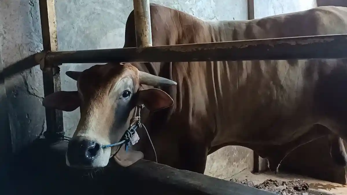 Ini Dia Sapi Jaup, Bobotnya Hampir 1 Ton, Langsung Laku Dibeli Rp 50 Juta, Jadi Rebutan