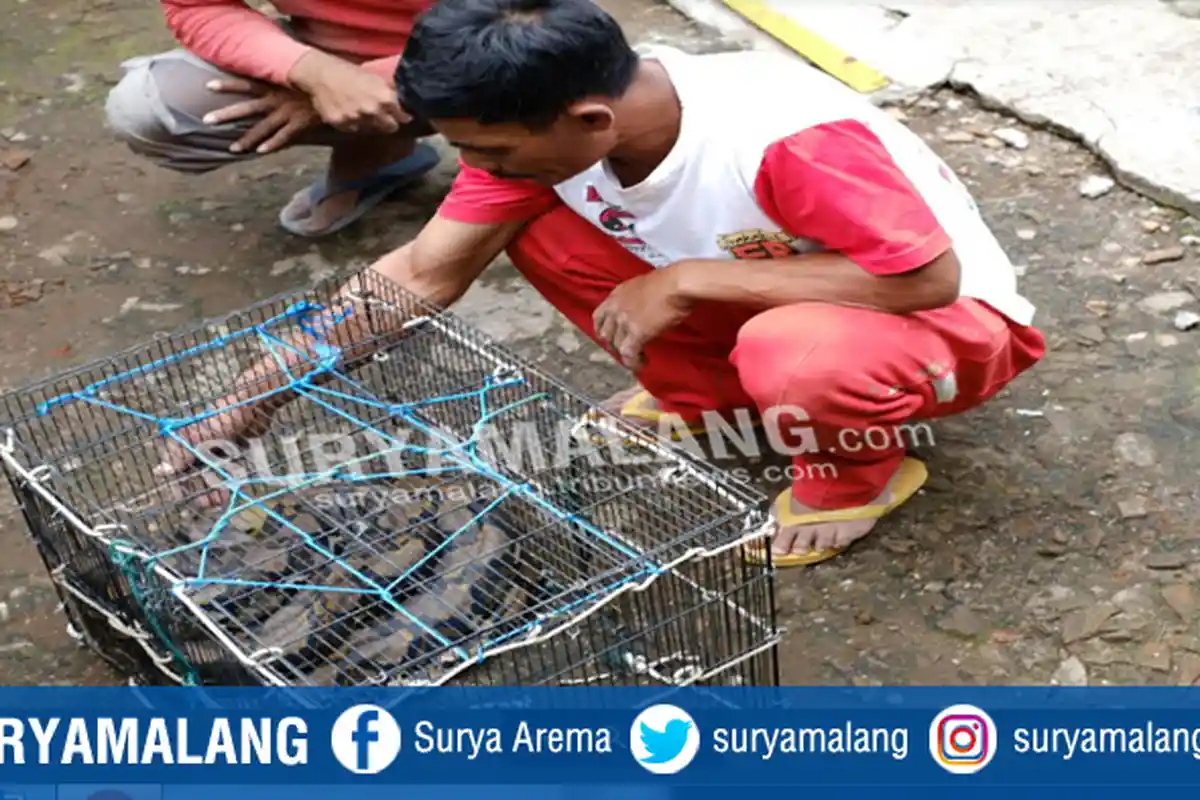 Banyak Ayam Hilang, Warga Sisir Batu Ini Memburu 2 Ekor Ular Piton yang Masih Berkeliaran