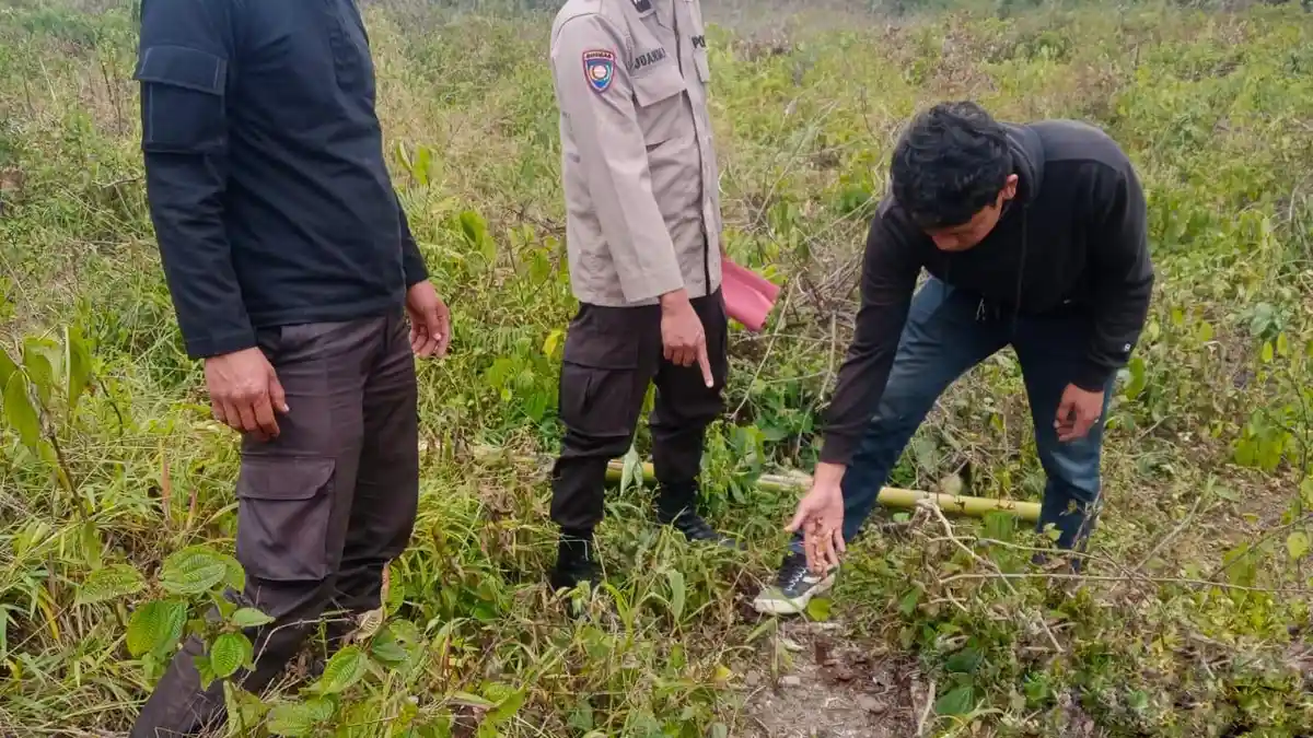 TPL Sesalkan OTK Rusak Tanaman Eukaliptus di Lahan Konsensi Dolok Parmonangan Simalungun