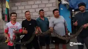 Rescue-Exalos-Indonesia-menunjukkan-ular.jpg