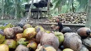 harga-kelapa-Inhil-5112024.jpg