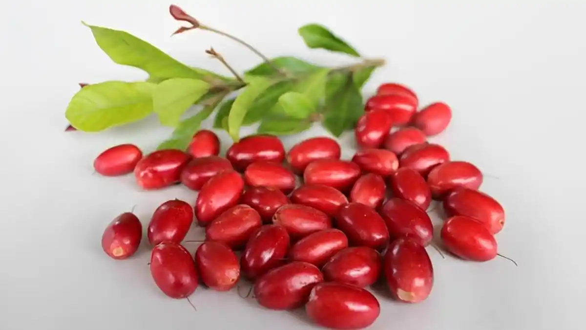 Miracle Fruit, Buah Ajaib yang Bisa Mengubah Rasa, Ini Khasiatnya Bagi Tubuh