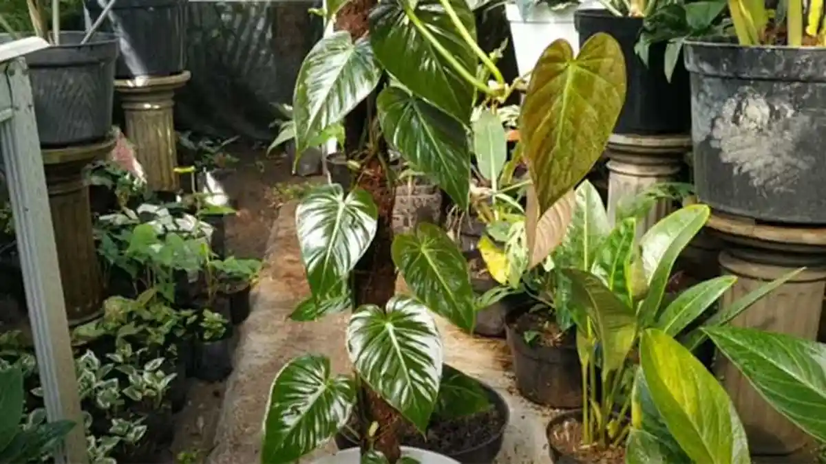 Tanaman Hias yang Diprediksi Hits Tahun 2022: Ada Philodendron Micans