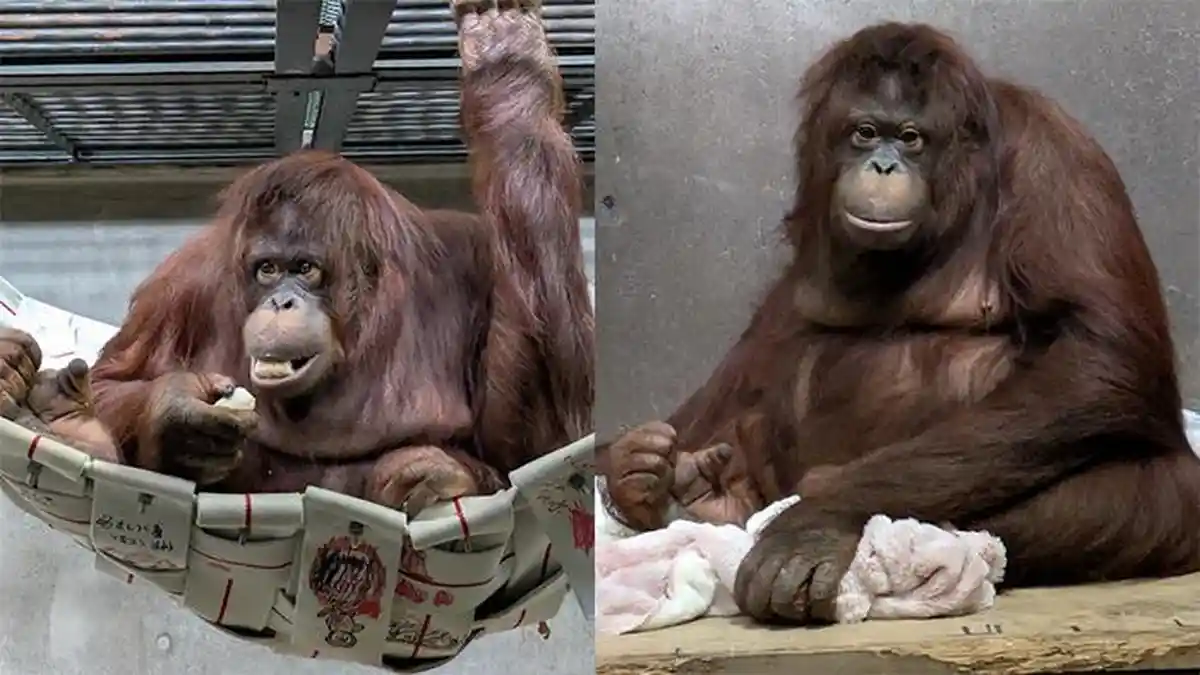 Orangutan Kalimantan Jadi Sorotan di Jepang, Donasi Tembus Rp100 Juta per Hari
