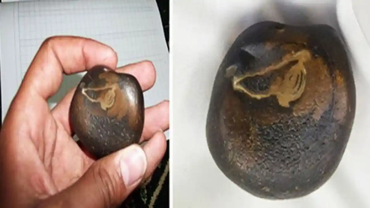 Tak Sengaja Temukan Batu Aneh, Ternyata Batu Ini Bikin Semua Tergoda, Hingga Inin Bayar Miliaran