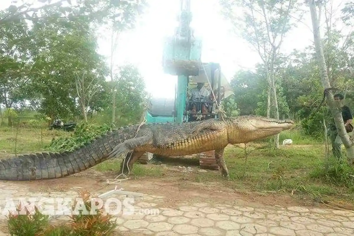 Buaya Raksasa Ditaklukkan Dalam Waktu 4 Jam, Inilah Cerita Para Pemancing dan Penangkap Predator Itu